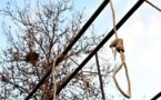 Iran : un homme survit à sa pendaison