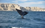 Uruguay : le nouveau « sanctuaire pour les baleines et les dauphins »